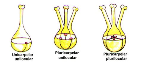 O Que É Carpelo - Carpelo - O que é, função, flor, anatomia, giniceu, pistilo, placentação