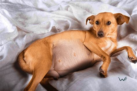 dog   weeks pregnant  erin wright blog
