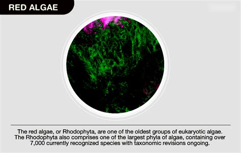 red algae types characteristics