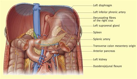 Surgical Anatomy Of Stomach