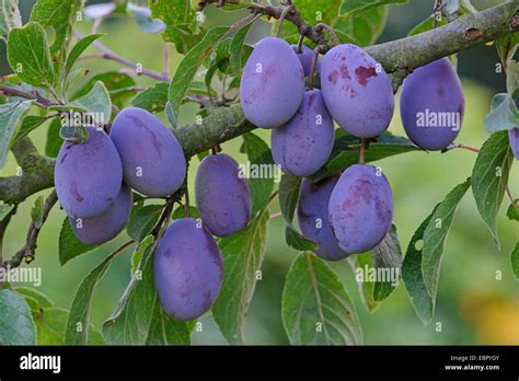 European plum (Prunus domestica), ripe plums on tree, Germany, Lower ...