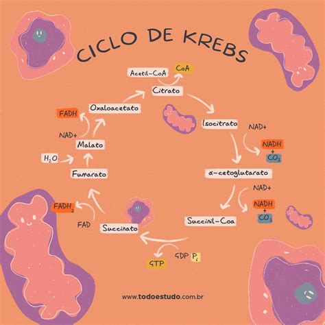 Ciclo De Krebs Ocorre - Ciclo de Krebs: entenda como ocorrem reações desse evento bioquímico
