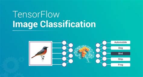 TensorFlow Image Classification - Build your own Classifier | by ...