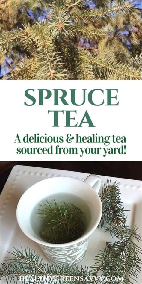 Spruce Tea ~ A Delicious Way to Fight Colds! | HealthyGreenSavvy