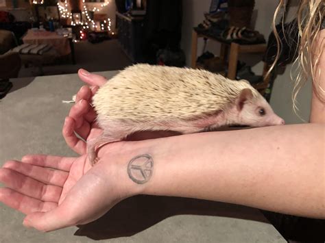 best hedgehog scratching easily 5