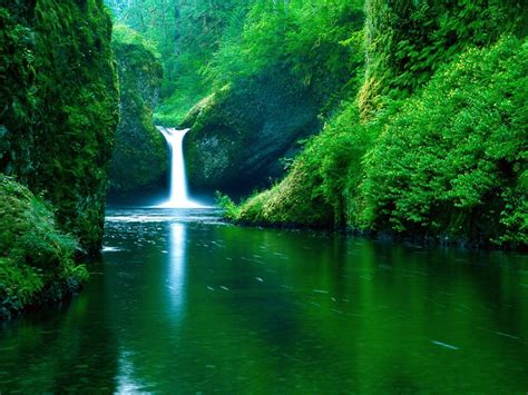 greenery wallpapers top  greenery backgrounds wallpaperaccess