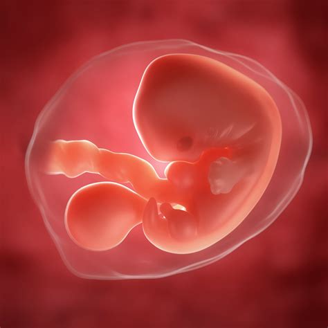 Bebe De 5 Semanas - Bebe 5 Meses De Gestacion - ambiancetrust