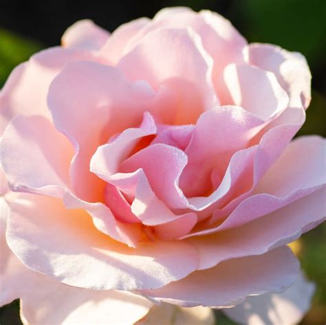 Mother of Pearl | Pink Blooms for Your Garden