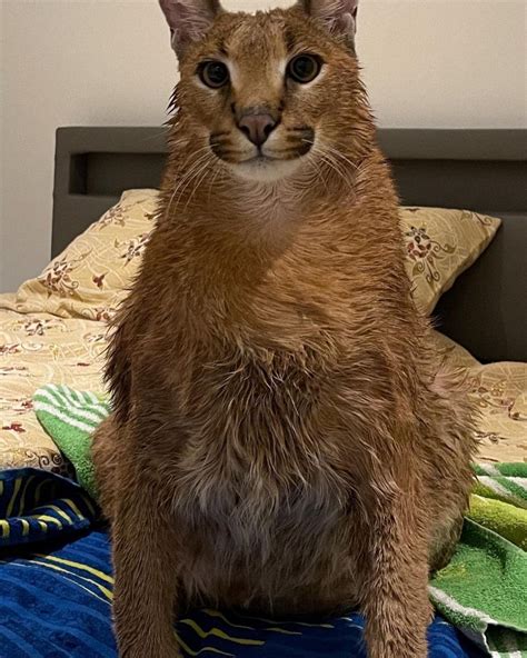 Pet Caracal After Bath : r/pics