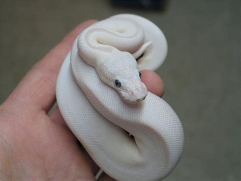 a hand holding a small white snake in it's right hand, with its head on ...