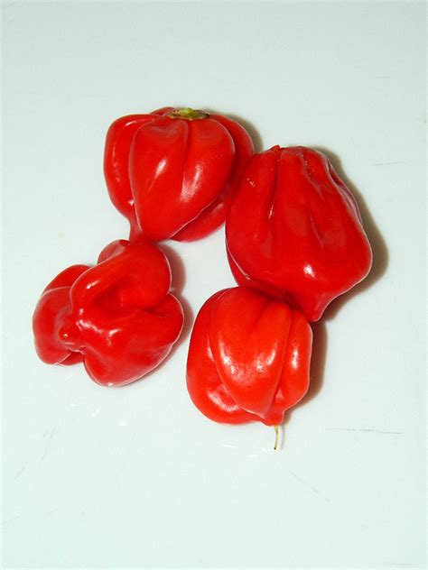 Перец острый Хабанеро Карибский красный (Caribbean Red Habanero)