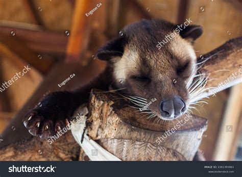 Civet