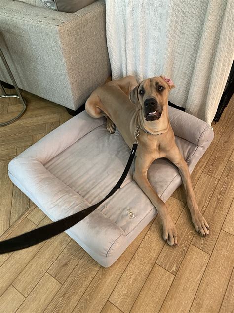 Dogs Understand Speech in the same way we do! – BetterDog Training