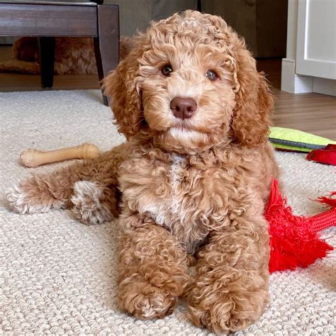 Red Mini Australian Labradoodle