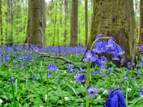 Video: the beauty of the bluebells at Hallerbos - WORLD WANDERISTA