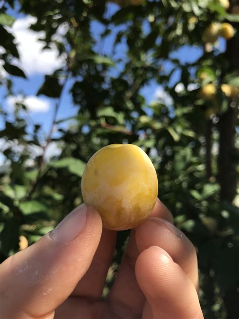 Mirabelle - Mirabellenbaum kaufen | biobaumversand.de