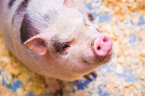 top  des animaux de compagnie originaux