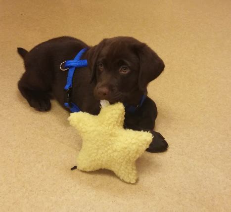 resources east hilliard veterinary services