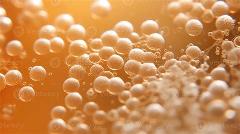 lager beer yeast 56135898 Stock Photo at Vecteezy