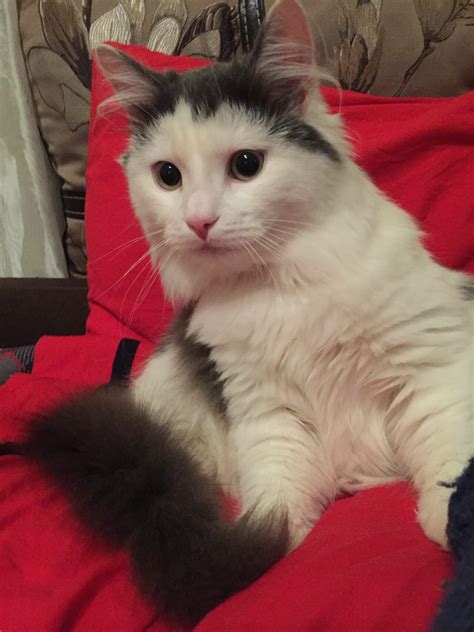 Милый домашний котик, красивое фото котика,котик-муркотик для на ...