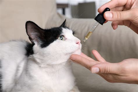 Feline Medicine congress moved to London - Northern Ireland Veterinary