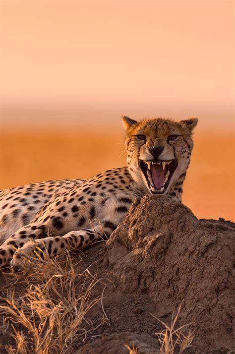 Cheetah Teeth Photograph by Mikkel Beiter - Fine Art America