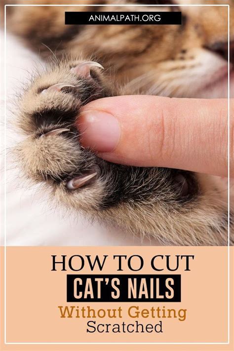 Cut cat nails – Artofit
