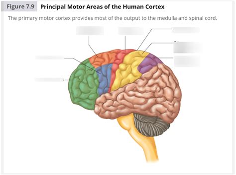 Chapter 7: Movement Diagram | Quizlet 