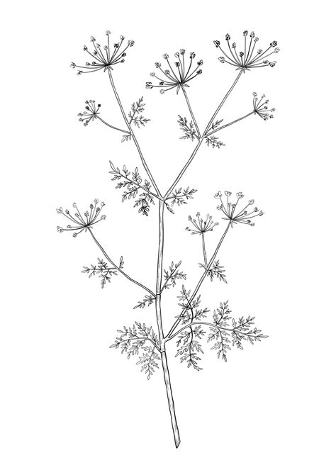 Premium Vector | Handdrawn cow parsley flower illustration Botanical