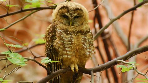 rare species  mesa verde national park mild  wild blog