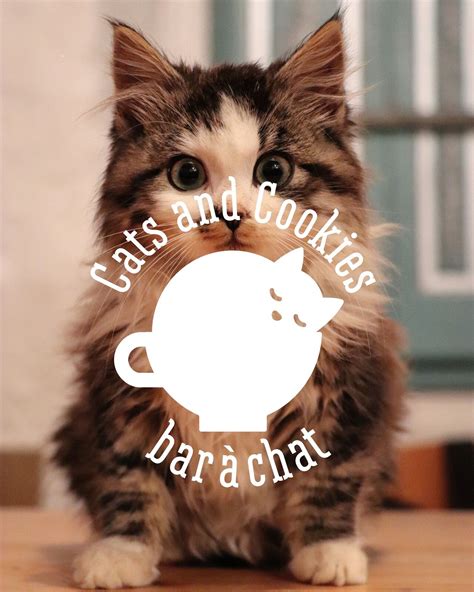 Cats and cookies - Angers | Restaurant near me