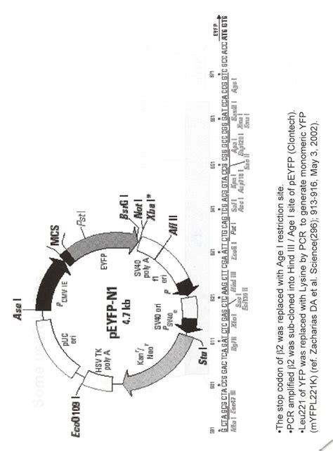 addgene integrin beta  myfp
