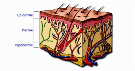 Derme Epiderme E Hipoderme - Hipoderme: o que é, funções e histologia - Toda Matéria