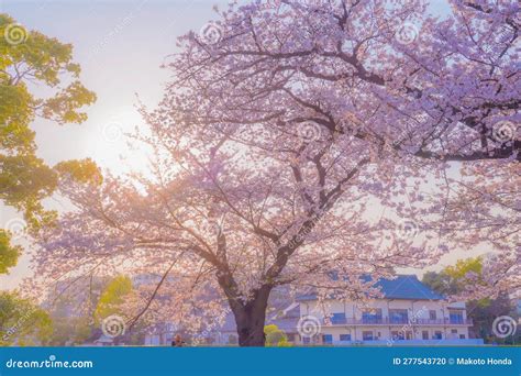 cherry blossoms  kogaya park stock photo image  park kanagawa