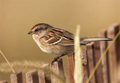 American Tree Sparrow | Birding | Owen Deutsch Photography