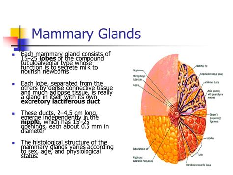 breast  pectoral region powerpoint