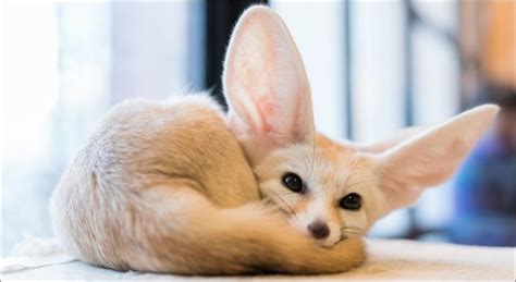 Fennec Foxes - Animal Care Clinic of Concord