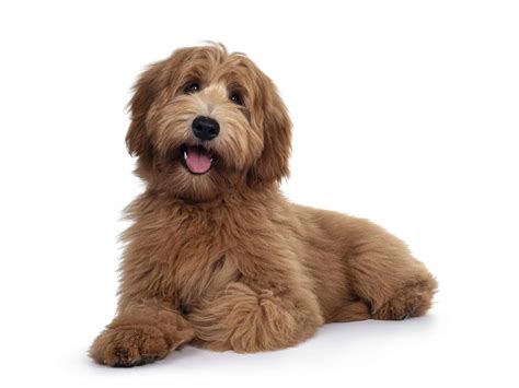 labradoodle smart friendly athletic dogs   great family pets