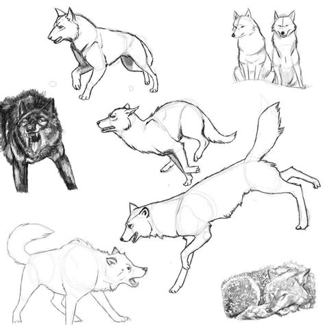 wolf drawing reference  sketches  artists