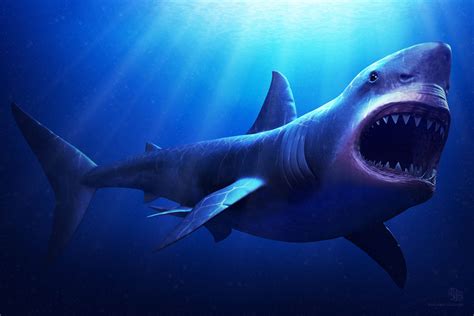 Megalodon Shark Wallpaper HD 19442 - Baltana