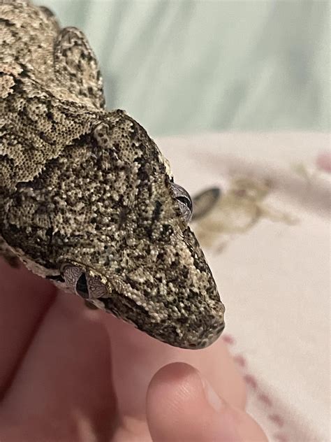 is this metabolic bone disease? : r/geckos