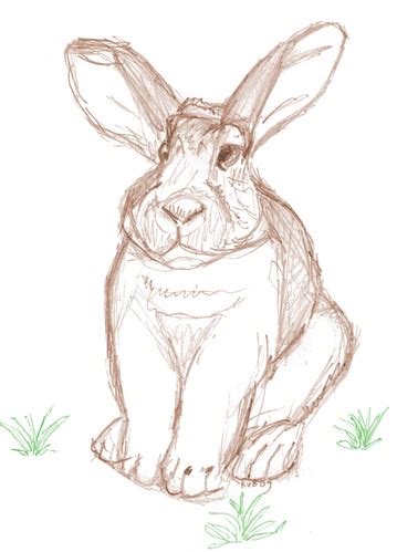 Rabbit in the grass | I saw this photo on Flickr which I use… | Flickr