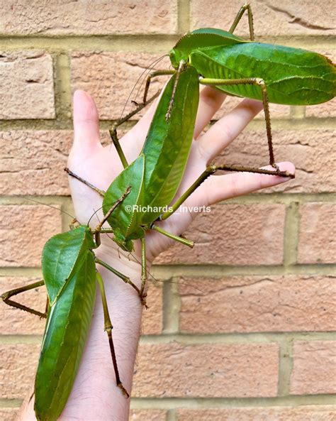 Giant Hooded Katydids For Sale | Richard's Inverts