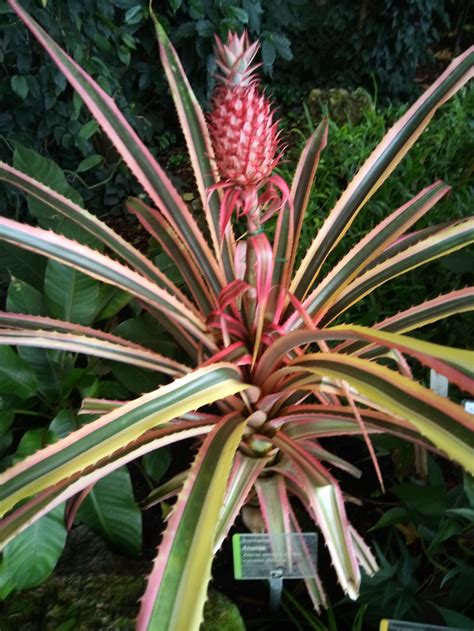 ananas comosus  genus ananas