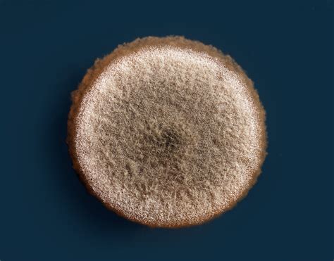 types  mold aspergillus hnst mold inspections