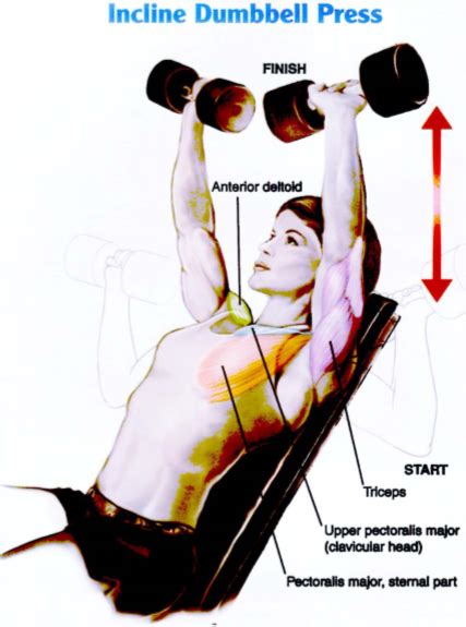 Incline Dumbbell Press | Dumbbell press, Dumbbell, Chest muscles