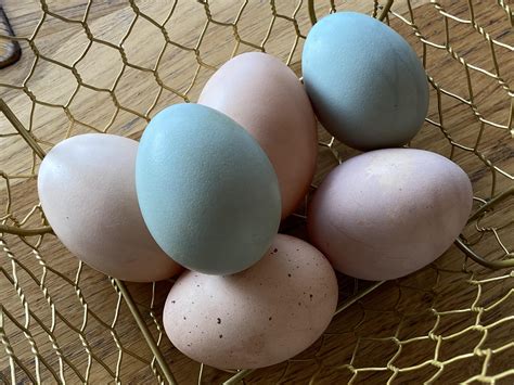 Prisoned Chickens Poisoned Eggs An Inside Look At The Modern Poultry Industry Revised Ed 2