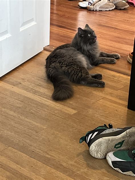Didn’t realize Bluey had a “type” : r/nebelung