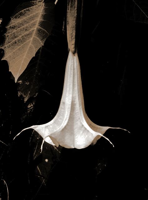 Angel's Trumpet | Trumpet lily, Moon garden, Angel trumpet