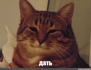 Создать мем "кот, Кошка, добрый кот мем" - Картинки - Meme-arsenal.com